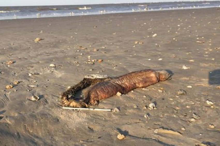 uzun disli deniz yilani