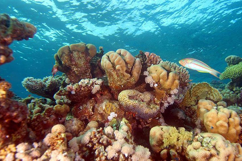 Mercan resiflerinin yokolma tehlikesi altında 