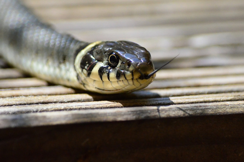 yilanin isirdigi nokta hareket ettirilmemeli saglik