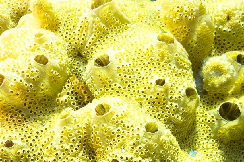 Deniz Hayvanlarının Sudaki Virüsleri Ortadan Kaldırdığı Keşfedildi