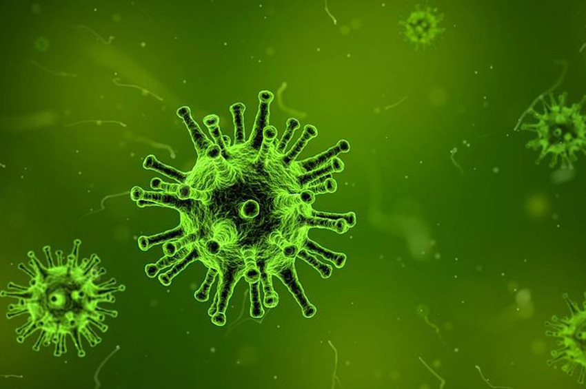 Yarasalarda 6 Yeni Koronavirüs Türü Keşfedildi