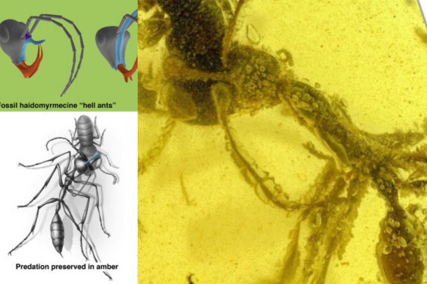 Hamamböceği avlarken fosilleşen karınca keşfedildi