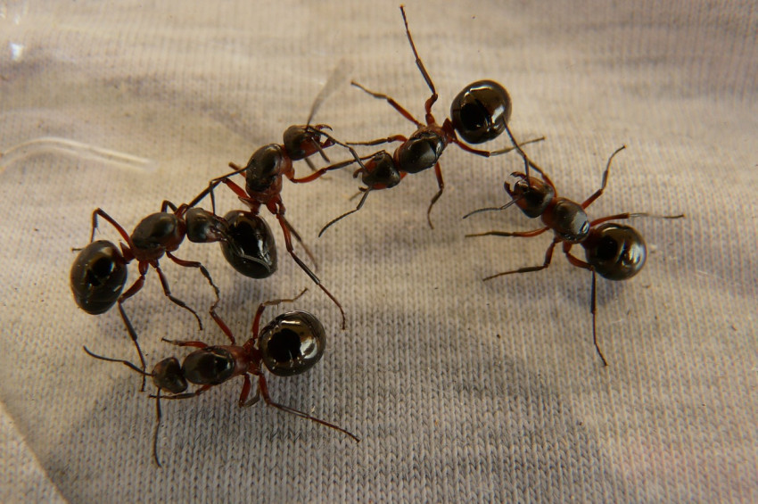 Turkiye De 10 Yeni Karinca Turu Tespit Edildi Yasam