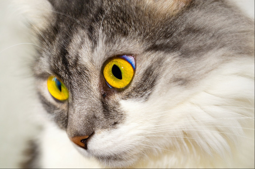 kedi alerjisi hakkinda bilinmesi gerekenler yasam