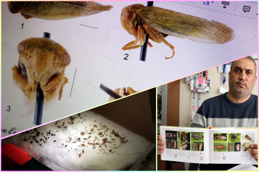 Sadece Çinde yaşadığı sanılan böcek Harputta bulundu
