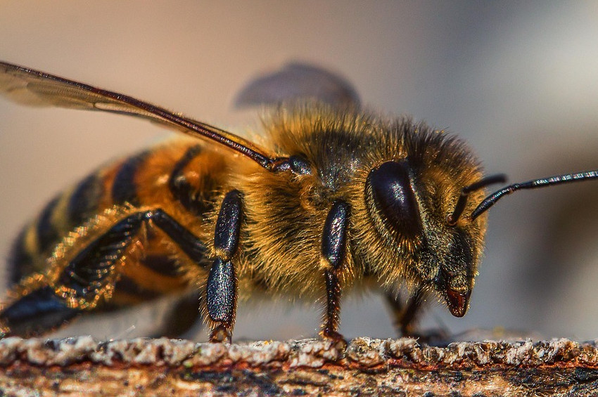 Arılar Koronavirüsü koklayarak anlayabiliyor