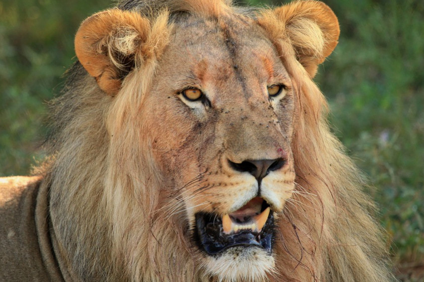 Gaziantep Hayvanat Bahçesinden aslan kaçtı