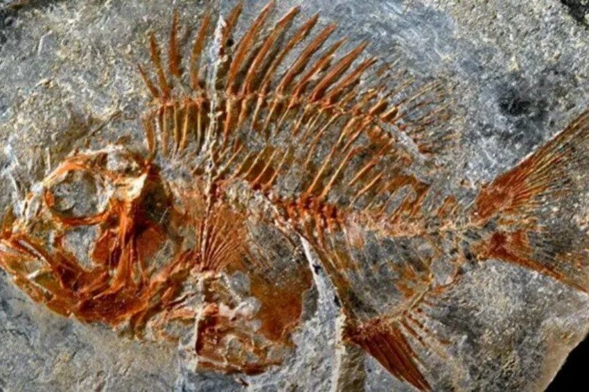 Dinozorlar çağından kalma balık fosili bulundu