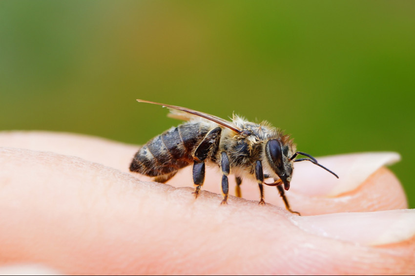 Arı sokması halinde ne yapılmalı?