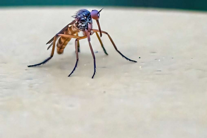 Böcek ilacına meydan okuyan sivrisinekler dünyayı tehdit ediyor