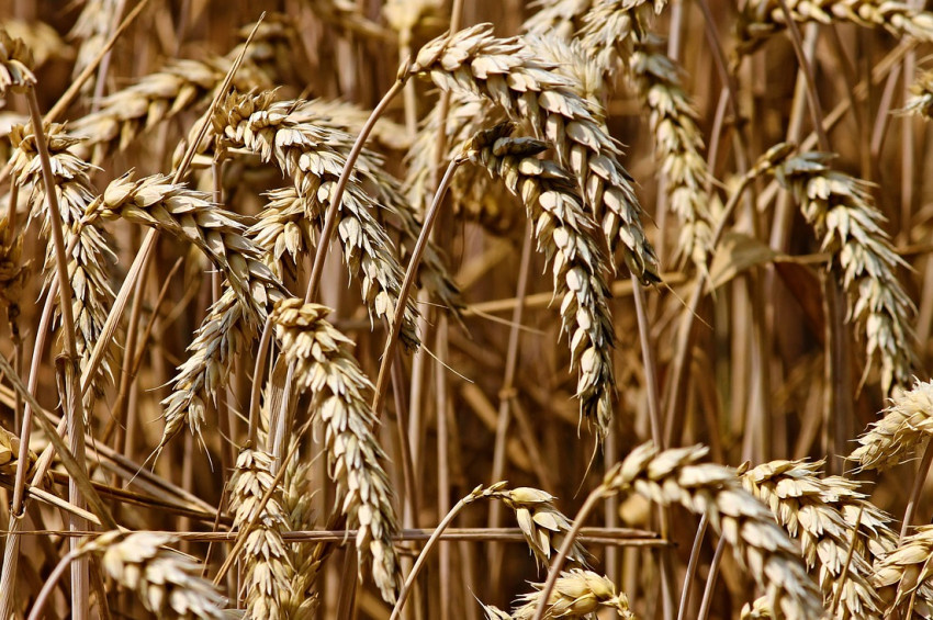 Hindistanda buğday ihracatı yasaklandı