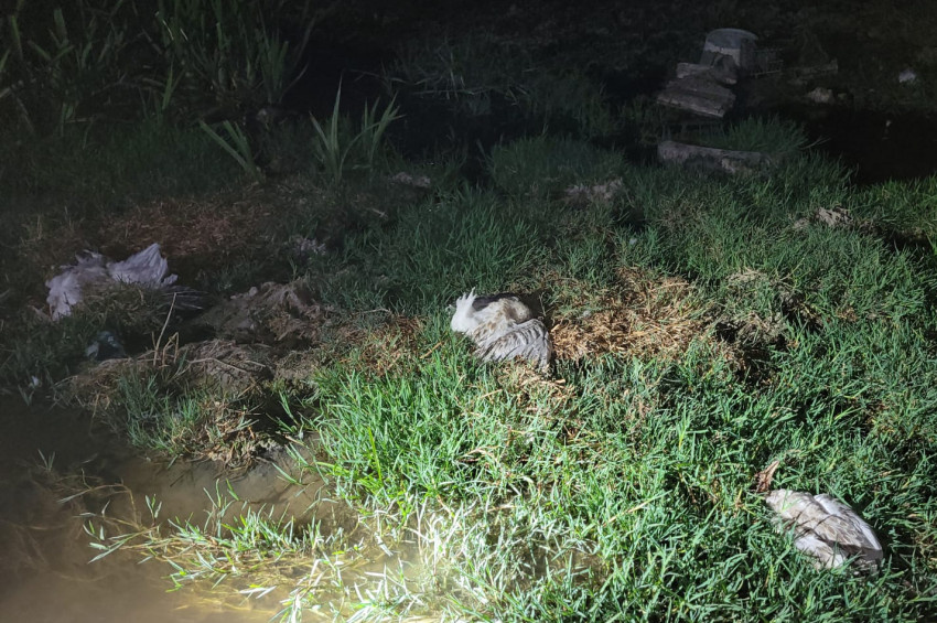Düden Göletindeki toplu martı ölümleri araştırılıyor