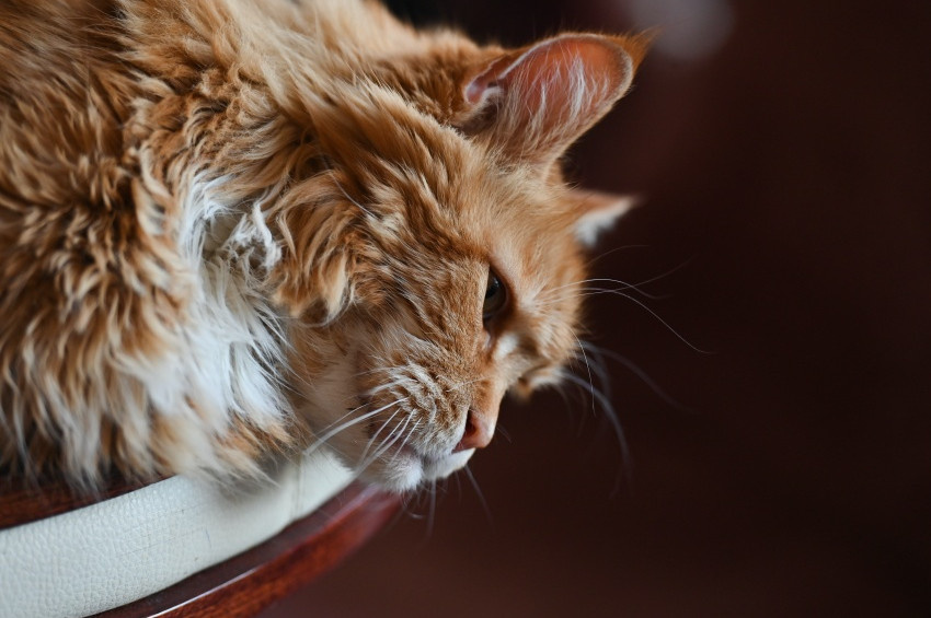 Polonyada istilacı tür ilan edilen kedilere kucak açan kafe
