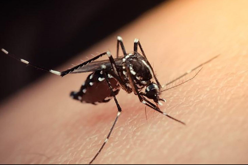 Aedes sivri sinekleri sarı humma hastalığı taşıyabilir