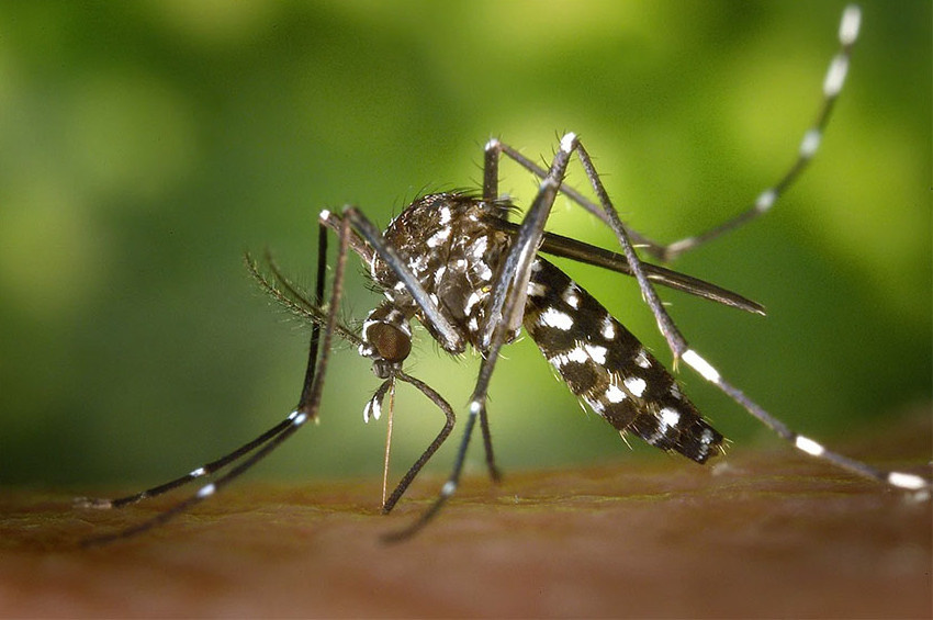 Karadeniz ve İstanbulda görülen Aedes sivrisineği Anadoluyu tehdit ediyor