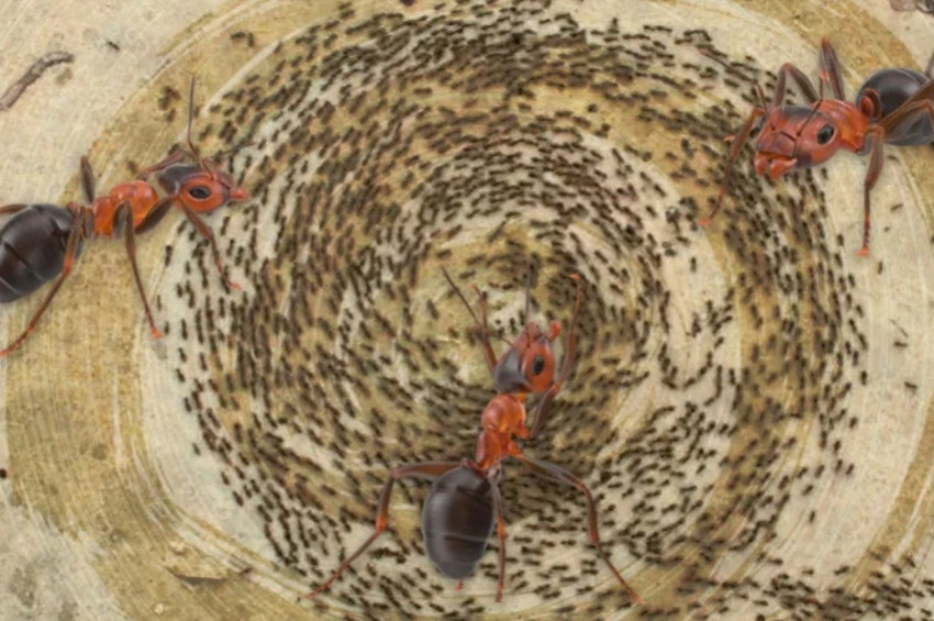 Karıncaların Ölüm Dansı: İntihar Çemberi
