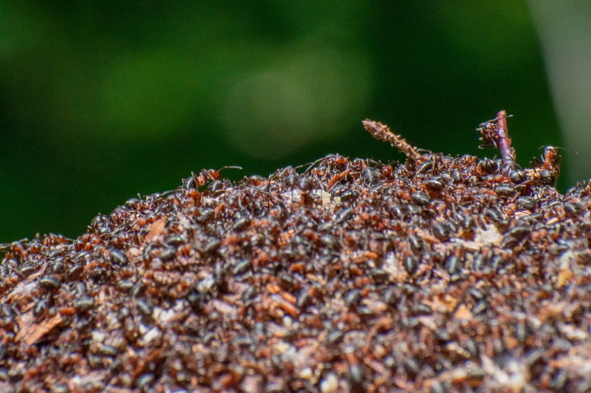 Dünyada kaç karınca yaşıyor.