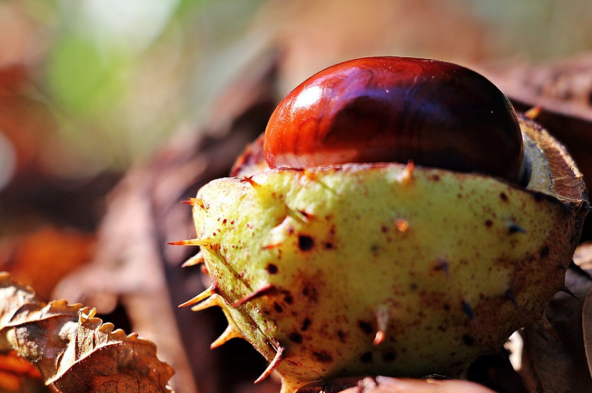 At kestanesi yağı cildi canlandırır