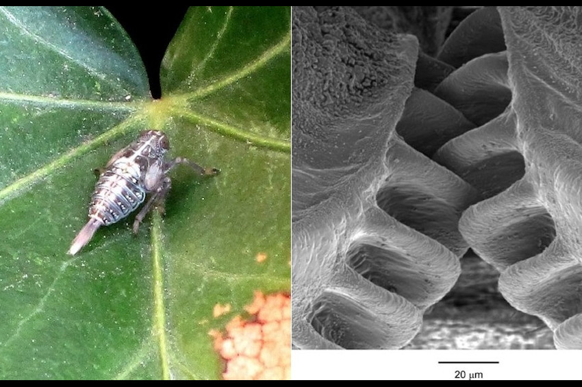 Biyolojik çarklara sahip tek böcek şaşırtıyor