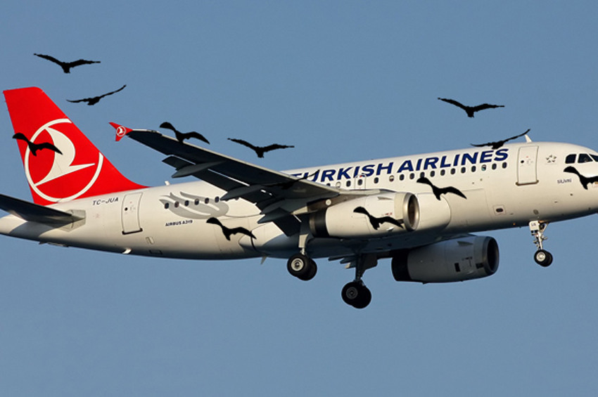 Kuş sürüsüyle çarpışan THY uçağı geri döndü