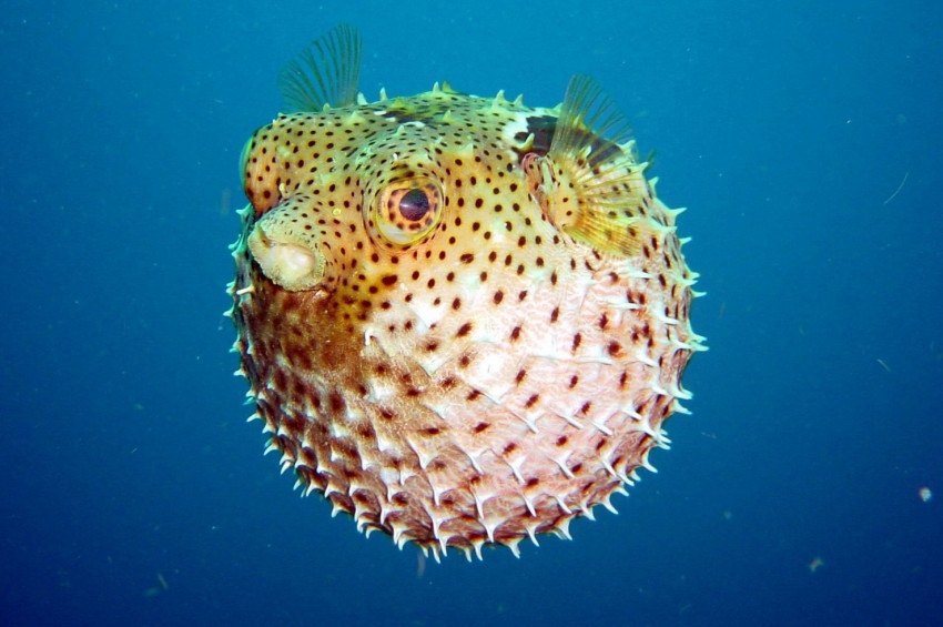 Akdeniz ve Egenin kabusu balon balıkları