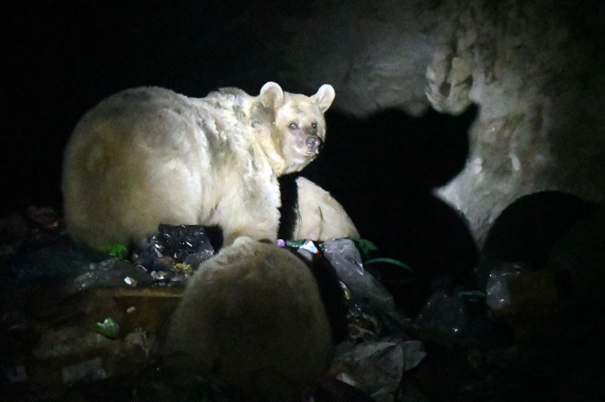 Göçmen boz ayılar kış uykusu için döndü