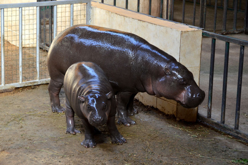 Türkiyenin cüce su aygırı Mela 66 kilo oldu