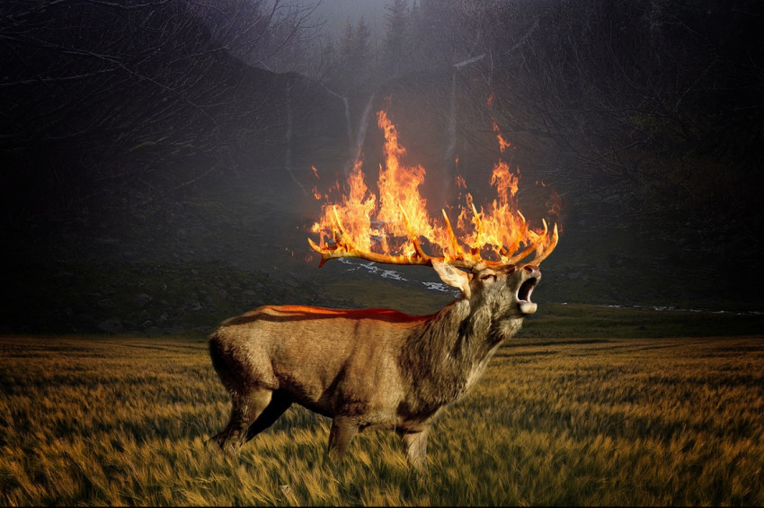 Orman yangınları yok edici mi, diriltici mi?