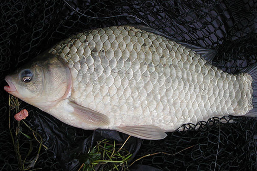 İsrail sazanları sürek avı ile avlanacak