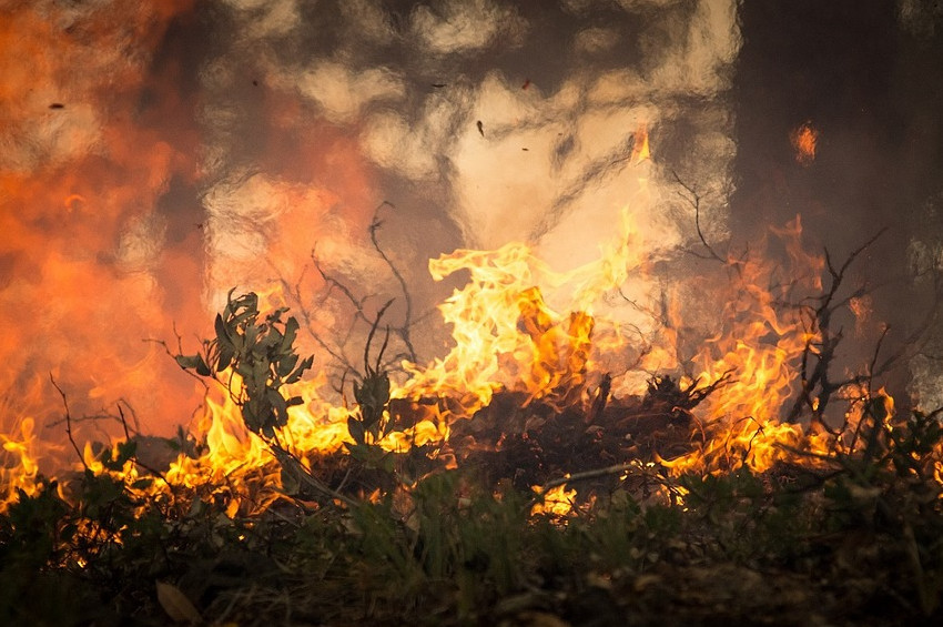 İzmirin Bergama ilçesinde orman yangını
