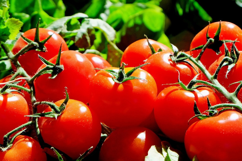 Domates üreticisinin umudu Rusyaı