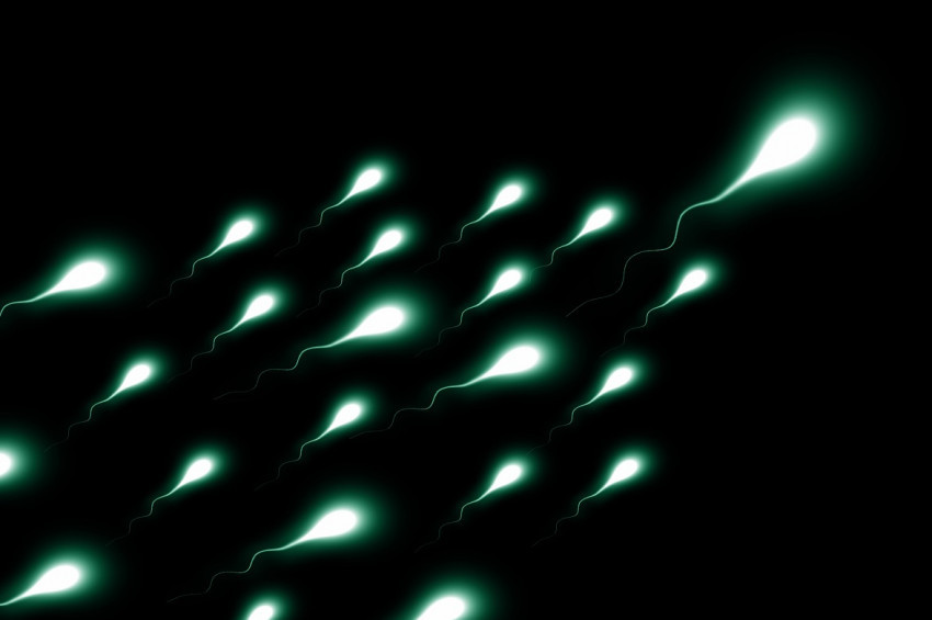 Sperm sayısı azalan Batılıların umudu Ortadoğu