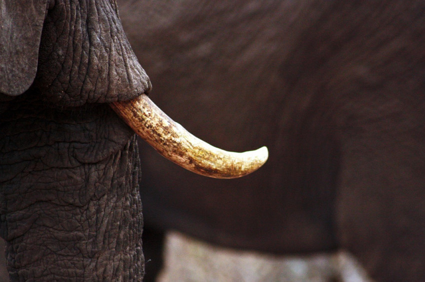 Elephant tusks. Слоновая кость бивень.