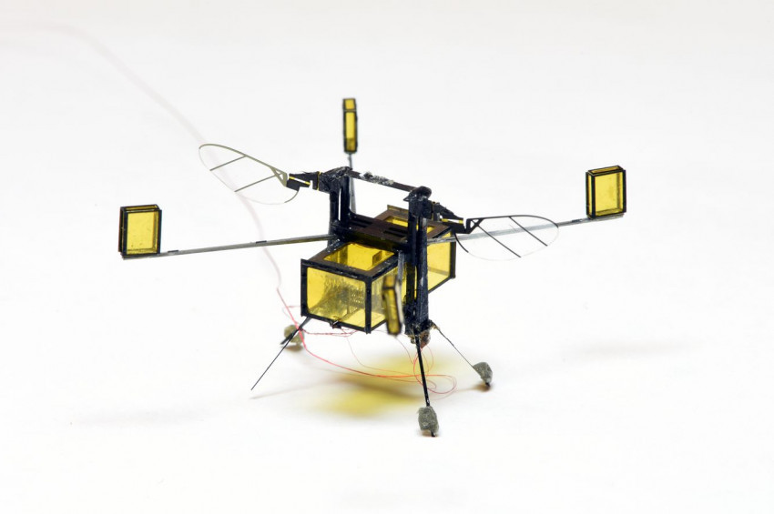 Yüzen ve suya dalıp çıkabilen robot arı üretildi