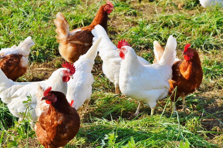 Kanatlı Hayvan Eti Üretiminde Sözleşmeli Üretim başladı