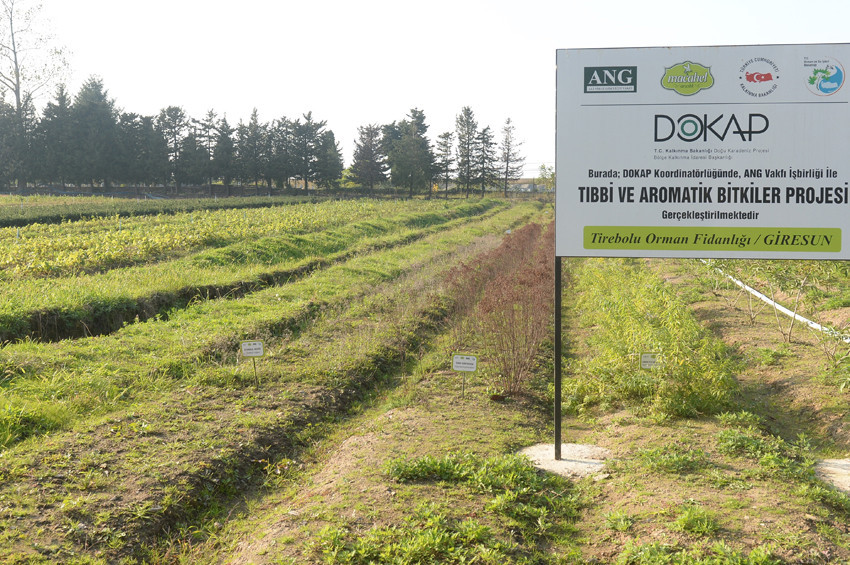 Karadeniz tıbbi ve aromatik bitki cenneti