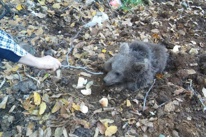 İspirliler yaralı ayı yavrusu için seferber oldular