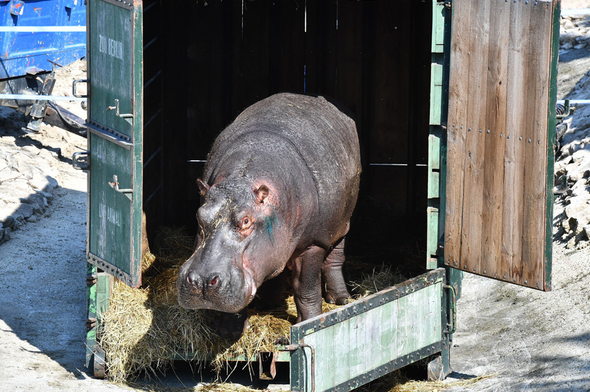 Su aygırı Max, İzmir Doğal Yaşam Parkında