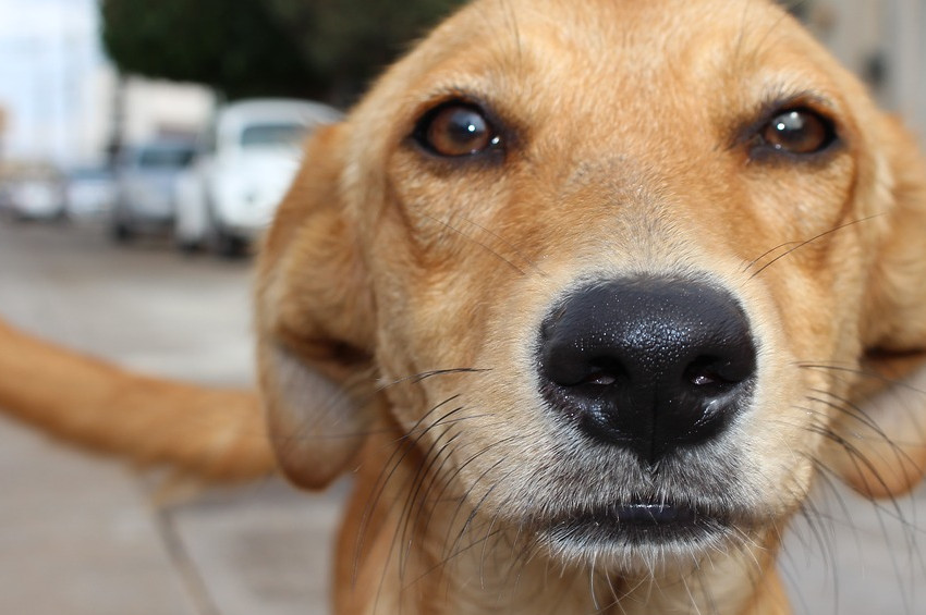Eyüpte sokak köpeklerine itlaf iddiası
