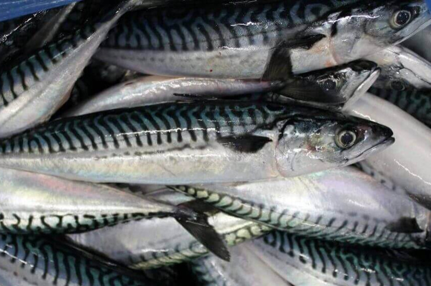 Palamut üzdü, uskumru sevindirdi, umut hamside