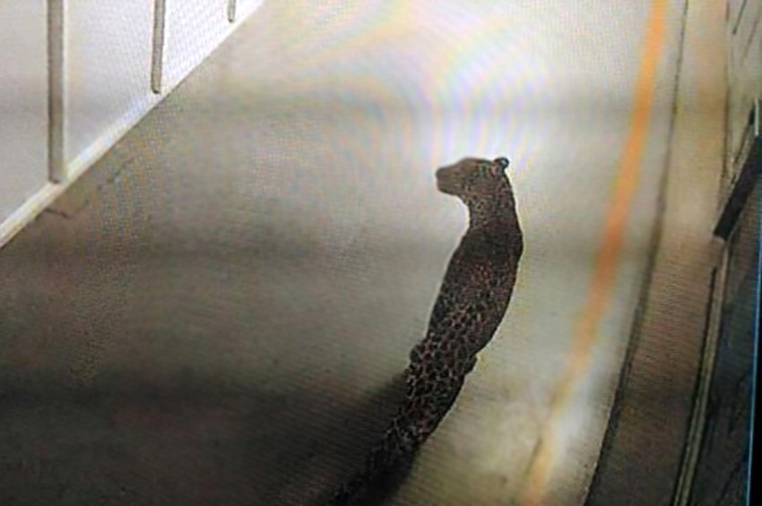 Otomobil fabrikasında leopar paniği