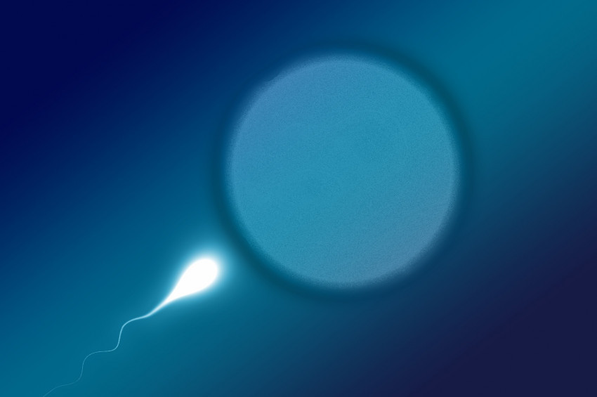 Kısırlık tedavisinde  öncü sperm yöntemi