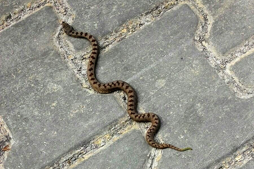 Kafkas Burunlu Engerek, Küre Dağlarında görüldü