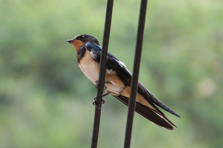 En uzun elektrik kablo hattı Viking Linke izin çıktı