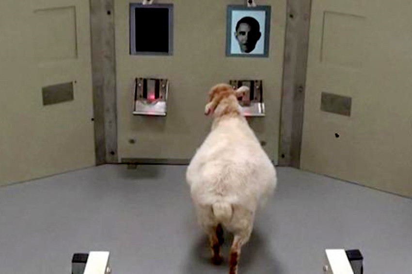 Koyun hafıza testinden başarıyla geçti