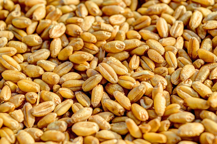 TZOB, Buğday üretimine destek istedi