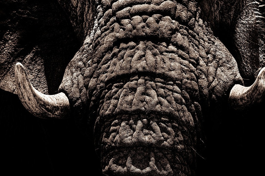 Kızgın fil, fotoğrafını çeken iki turisti öldürdü