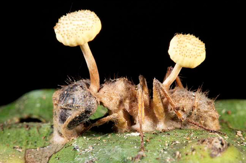 Karıncaları zombileştiren  parazit!