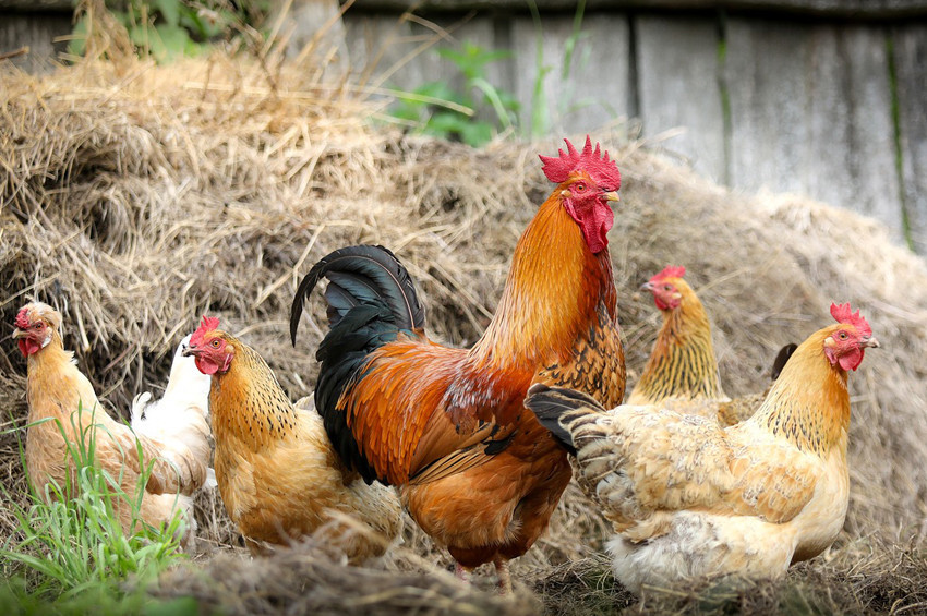 Yumurta ve tavuk eti üretimi azaldı