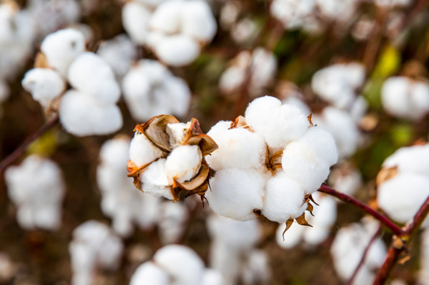 Pamuklu ürün kullanırken pestisite dikkat